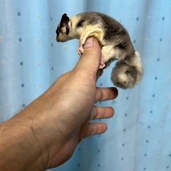 フクロモモンガ　モザイク男の子 - ペット