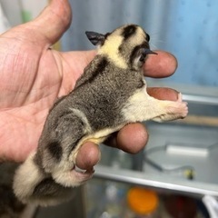 フクロモモンガ　モザイク男の子の画像