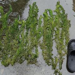 水草　マツモ　大成長！！３本100円！　残り4セット