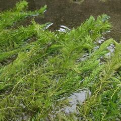 水草　マツモ　大成長！！３本100円！　残り4セットの画像