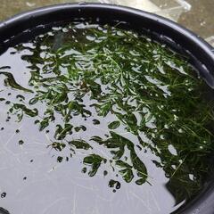 【残り０セット】水草　ナヤス　袋Mサイズ200円！の画像