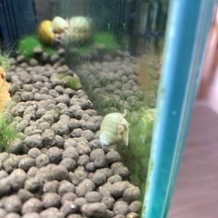 ヒメタニシ メダカ、熱帯魚に！の画像