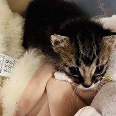 募集一時停止中  生後3週間くらいの保護した仔猫ちゃん 
