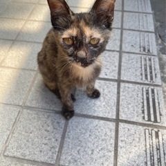 まだ決まっていません😭暑さが心配です。急募！野良猫2匹どなたか助...