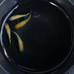 【メダカ】黄桜 幼魚10匹の画像