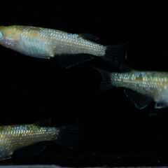 【メダカ】黄桜 幼魚10匹の画像