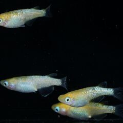 【メダカ】黄桜 幼魚10匹の画像