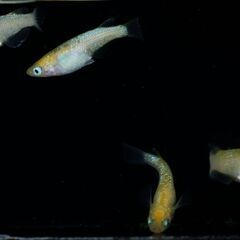 【メダカ】黄桜 幼魚10匹の画像