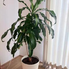 【大物】観葉植物　鉢、皿つきの画像