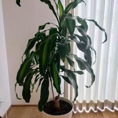 【大物】観葉植物　鉢、皿つきの画像