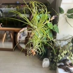 チランジア ストリクタの画像