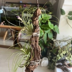 チランジア ストリクタの画像