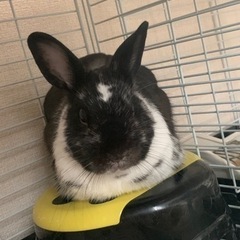 うさぎの夫婦 − 兵庫県