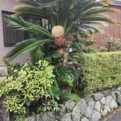 蘇鉄　約2m  60年生　