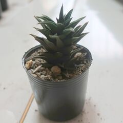 多肉植物 ハオルチア 五重塔(13)