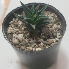 多肉植物 ハオルチア 五重塔(15)