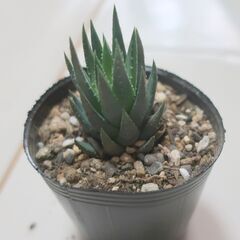 多肉植物 ハオルチア アームストロンギー(18)