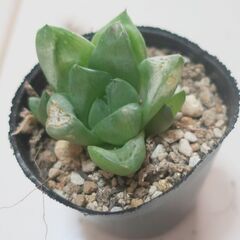 多肉植物 ハオルチア 宝草(20)