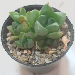 多肉植物 ハオルチア 宝草(22)