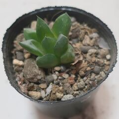 多肉植物 ハオルチア 宝草(23)