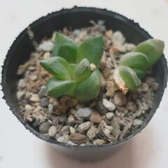 多肉植物 ハオルチア 宝草(24)