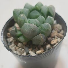 多肉植物 ハオルチア クーペリー or オブツーサ(27)