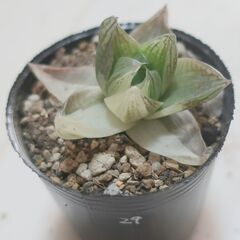 多肉植物 ハオルチア 京の華錦(29)