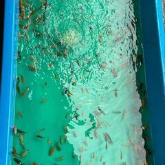 金魚すくい用金魚 100匹 