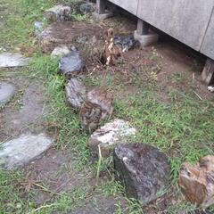 庭石 大小各種 約70個 差し上げます!の画像