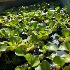 水草 メダカ・金魚にいかがですか？
