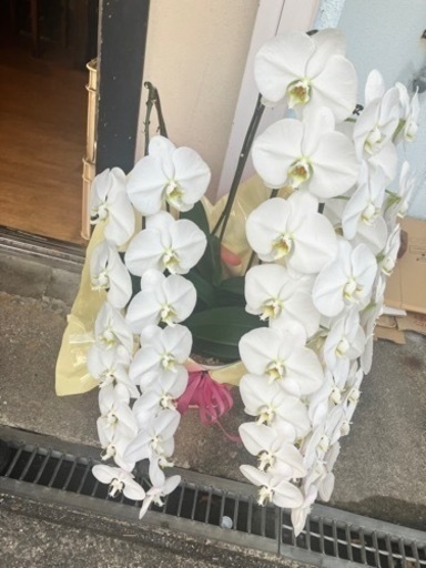 胡蝶蘭