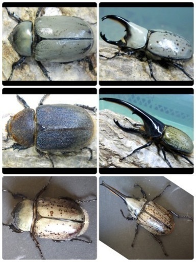 即ブリ可能 3種ペア 6匹DH・ヘラクレス（♂138㎜・♀66㎜）+ グラントシロカブト（♂63㎜・♀49㎜）