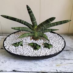 サンスベリア🌿ボンセレンシス🌿観葉植物