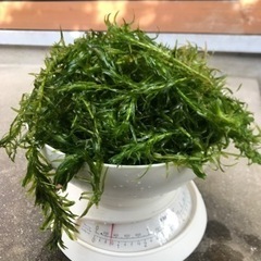 水草 アナカリス 無農薬 300g(60本~90本) メダカ、金...