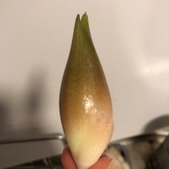 ミョウガ　みょうが　茗荷　５個の画像