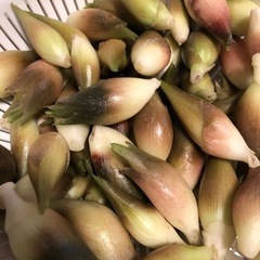 ミョウガ　みょうが　茗荷　５個