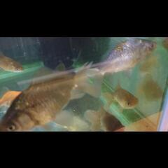 金魚 ジャンボドラゴンスケール当歳