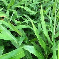 ファームドゥ沼田店&FUETAめだか ミョウガNEW