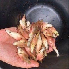 ファームドゥ沼田店&FUETAめだか ミョウガNEW - 沼田市
