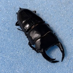 手渡し可能　ペア　78mm 新成虫 久留米産 オオクワガタ　B品