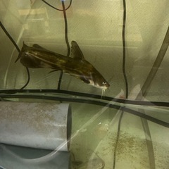 熱帯魚