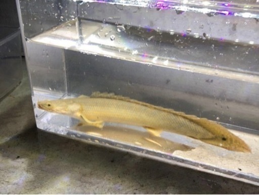 ポリプテルスビキールコリバ約２７センチ