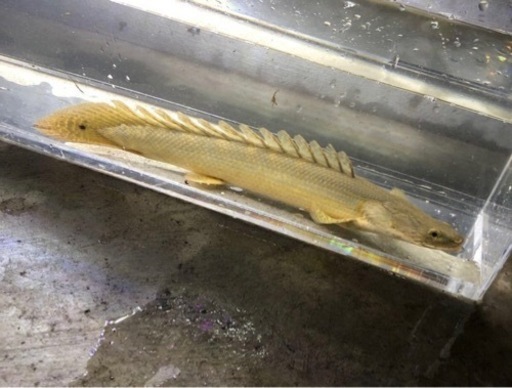 ポリプテルスビキールコリバ約２７センチ