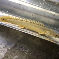 ポリプテルスビキールコリバ約２７センチの画像
