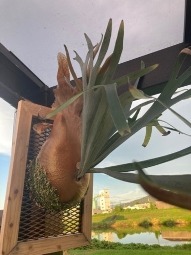 ビカクシダ　スノークイーン&エルサ