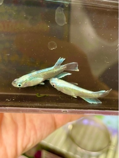 琉メダカ　夢中メダカ様血統！　マリアージュキッシングワイドフィン！稚魚７匹＋α！