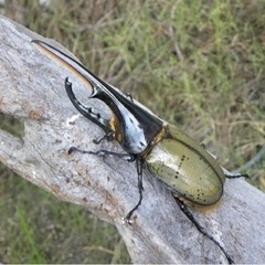 カブトムシ　クワガタ　ヘラクレス成虫
　幼虫　大型OAKS血統　...