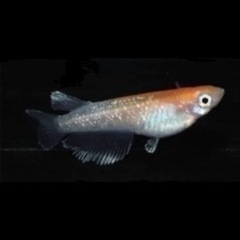 レッドクリフ紅白めだか稚魚