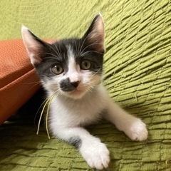 ハチワレ子猫⭐️オス2ヶ月