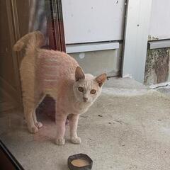 猫を保護してます